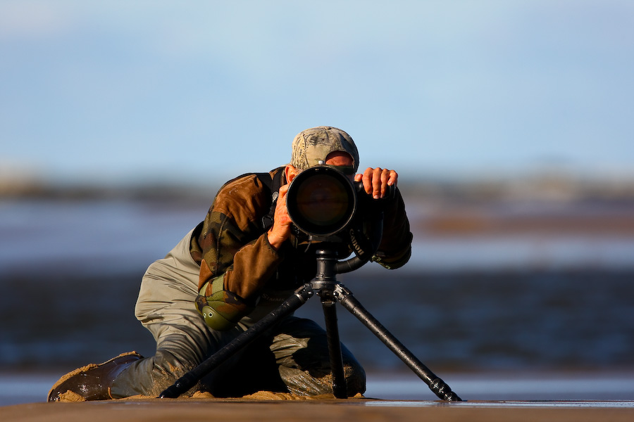 Hunting for Bar-tailed Godwits