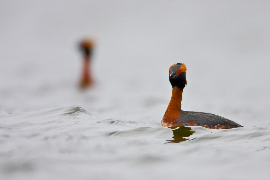 A pair of Horned Grebes