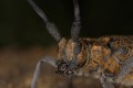 Black Pine Sawyer Beetle