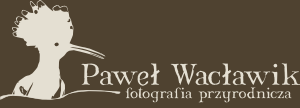 Paweł Wacławik - Fotografia przyrodnicza