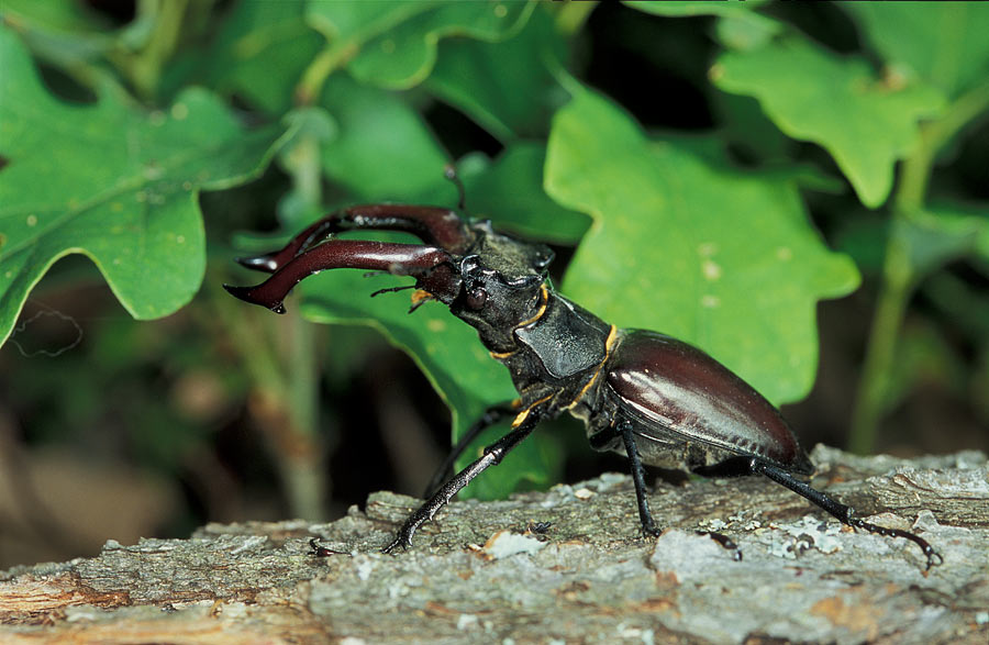 Stag beetle