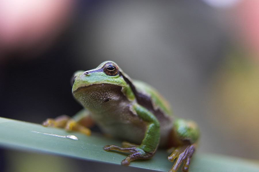 Tree frog