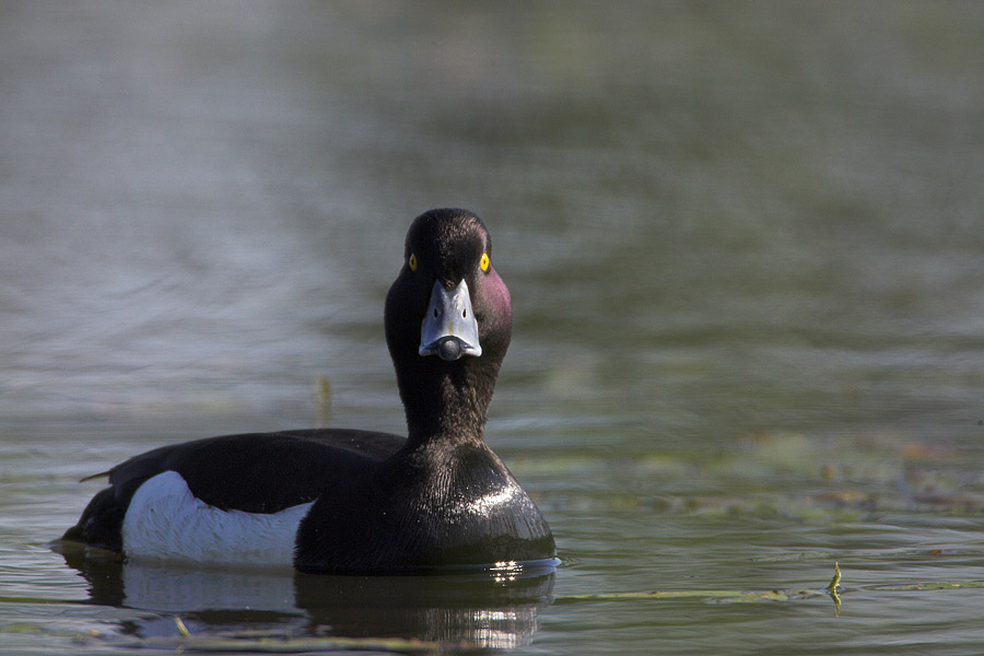 Tufted Duck