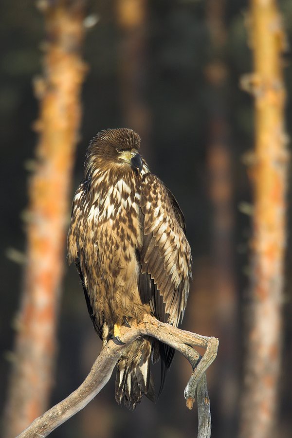 White-tailed Eagle