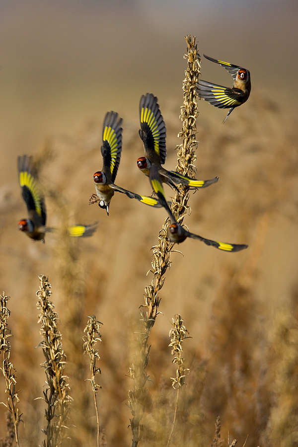 A fighter flight