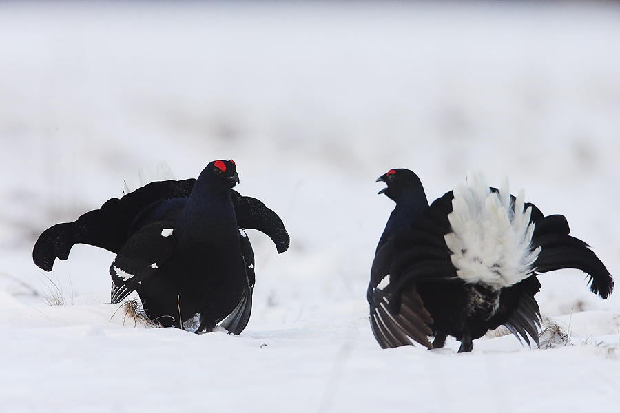 Black Grouses fighting