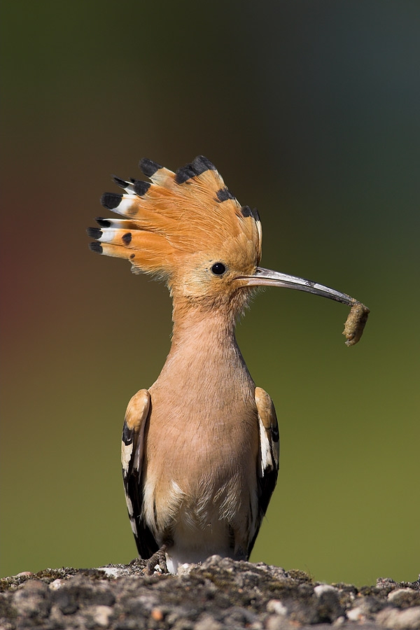 Hoopoe