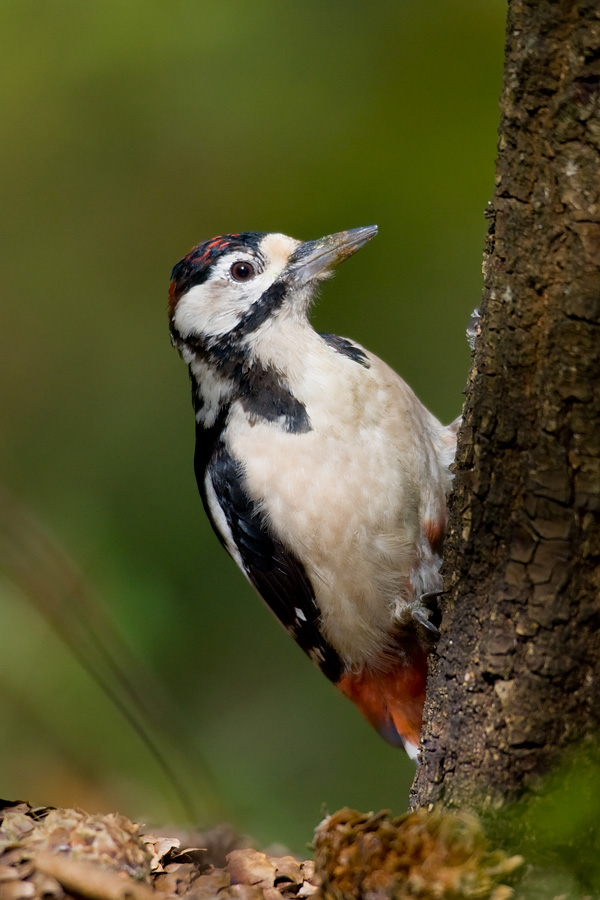 Great Spotted Woodpecker