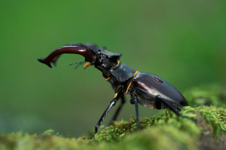 Stag beetle