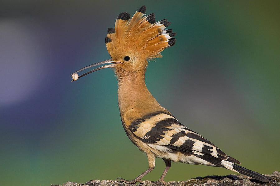 Hoopoe