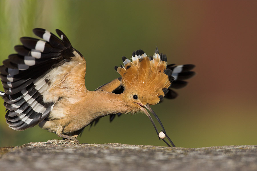 Feeding