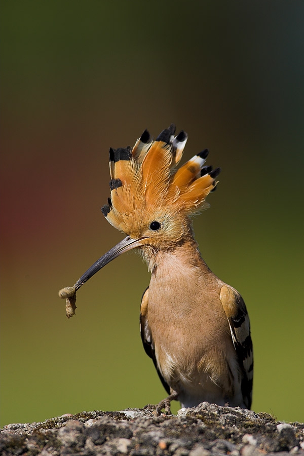 Hoopoe