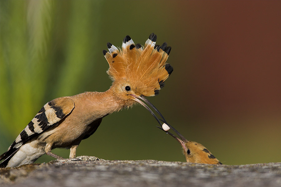 Hoopoe