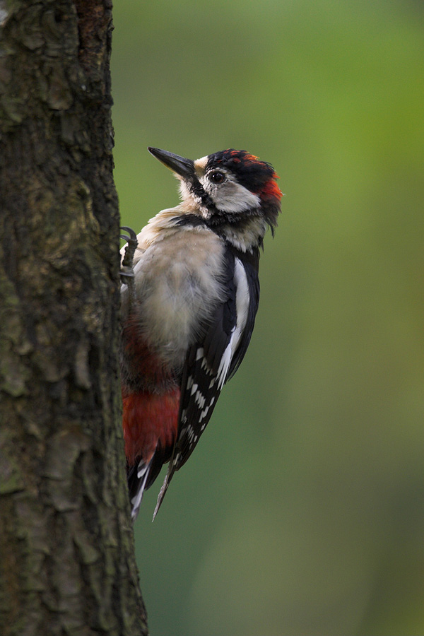 Great Spotted Woodpecker