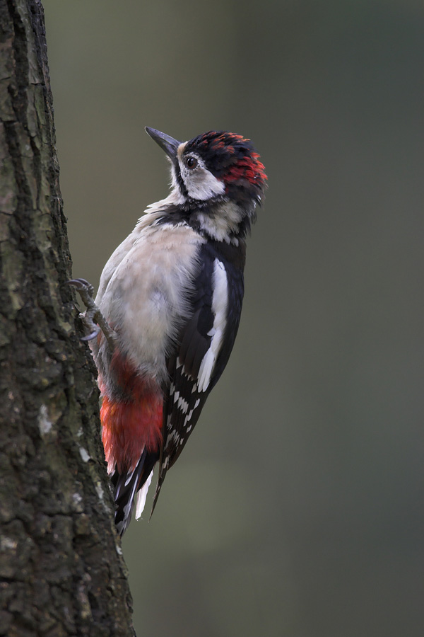 Great Spotted Woodpecker