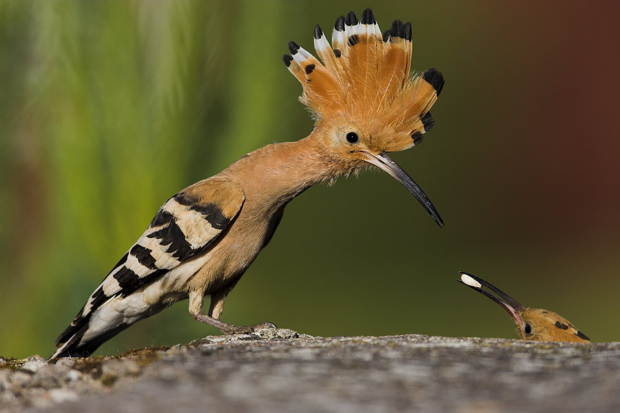 Hoopoe