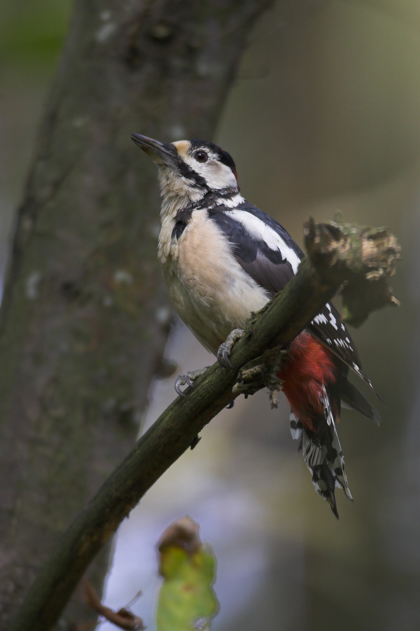 Great Spotted Woodpecker