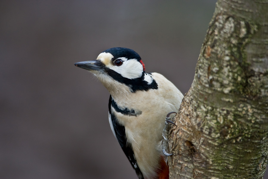 Great Spotted Woodpecker