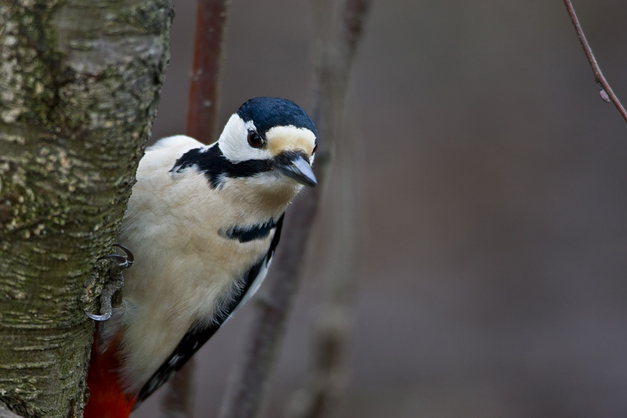 Great Spotted Woodpecker