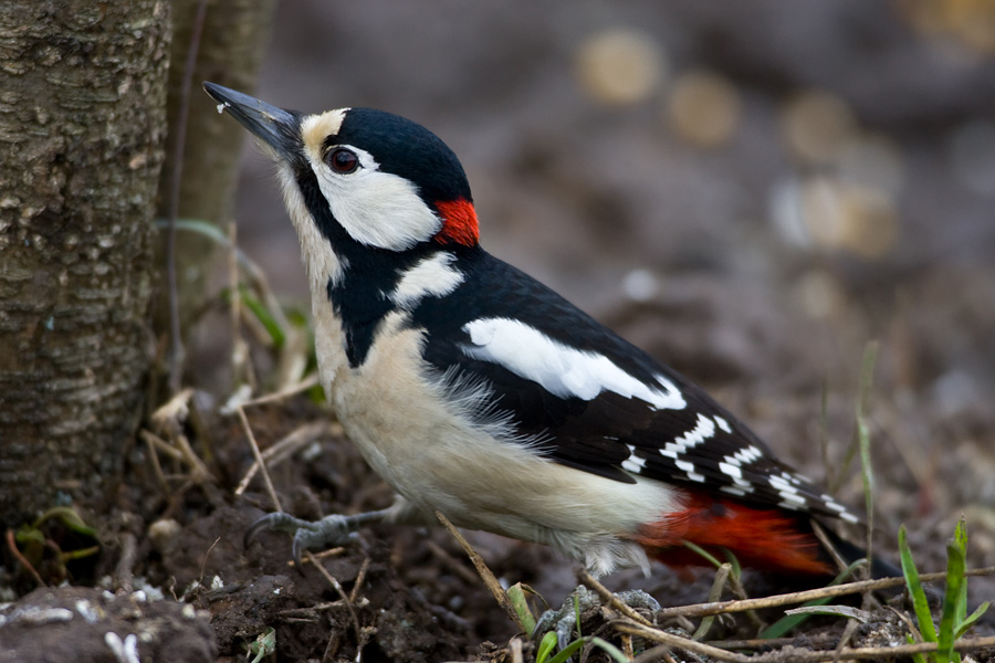 Great Spotted Woodpecker