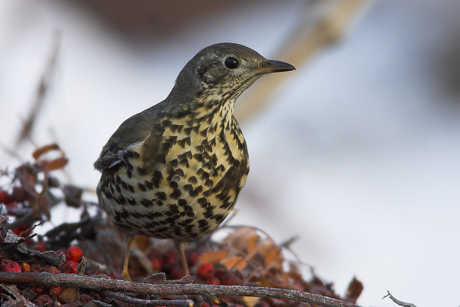 Mistle Thrush