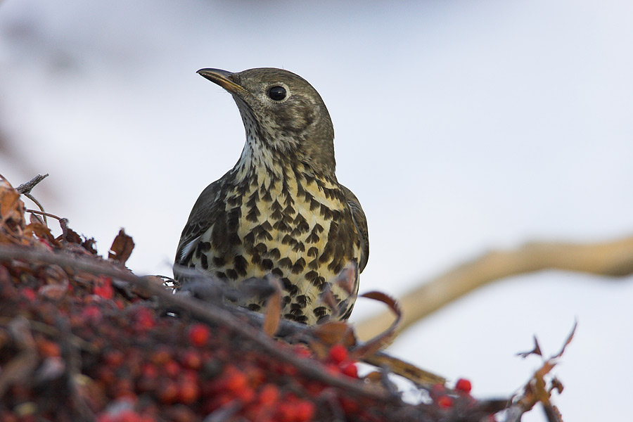 Mistle Thrush