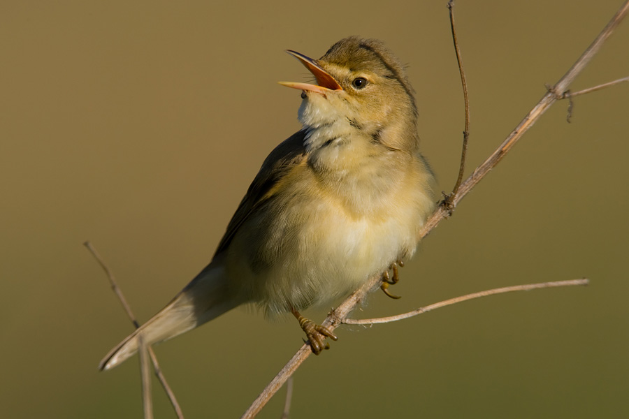 Shout from reeds