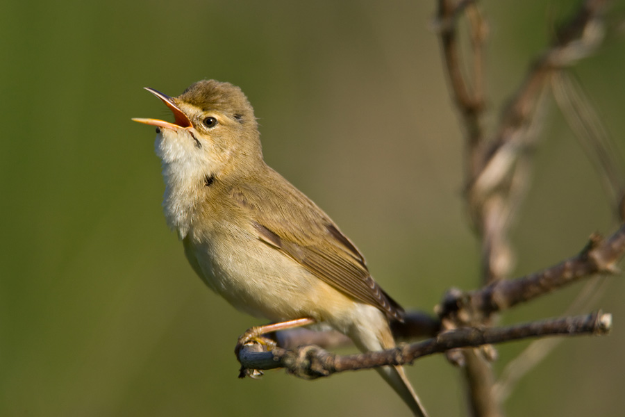 Marsh Warbler