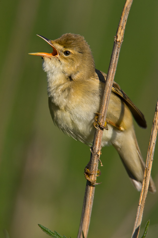 Marsh Warbler