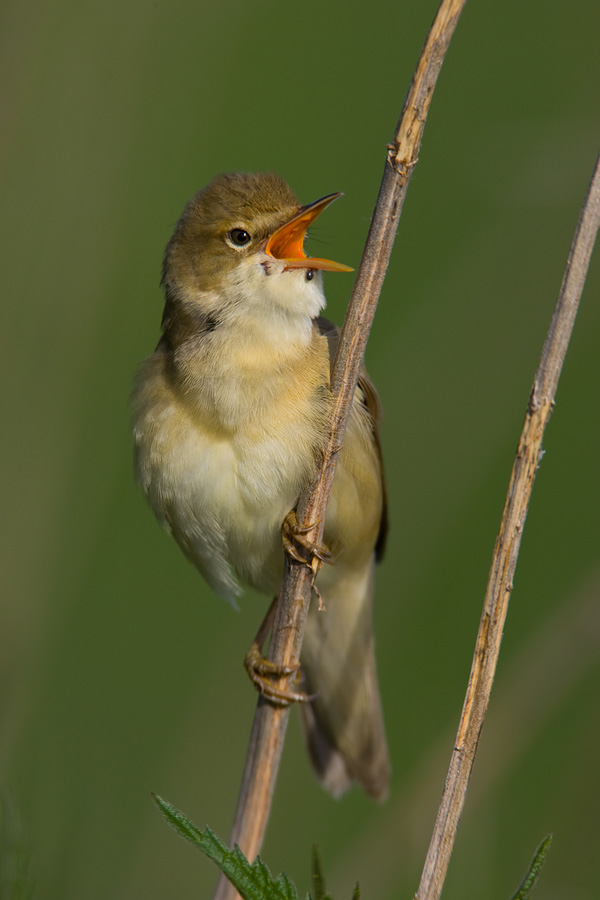 Marsh Warbler