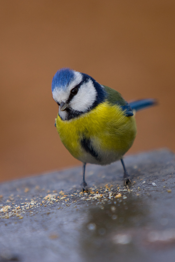 Blue Tit