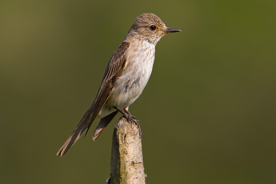 Spotted Flycatcher