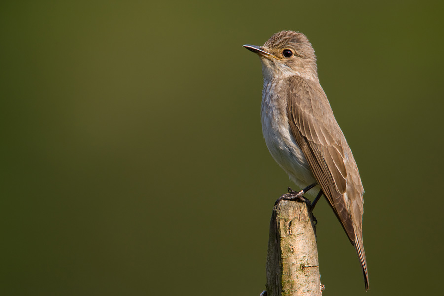 Spotted Flycatcher