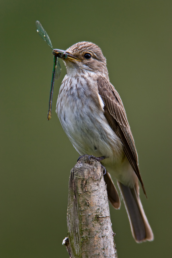 Spotted Flycatcher