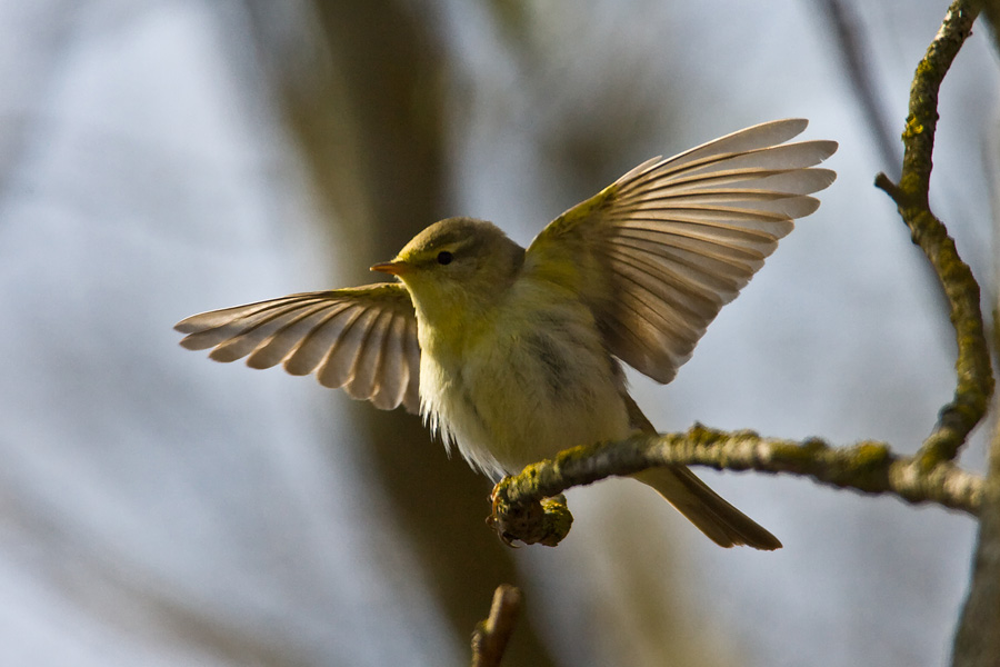 Willow Warbler