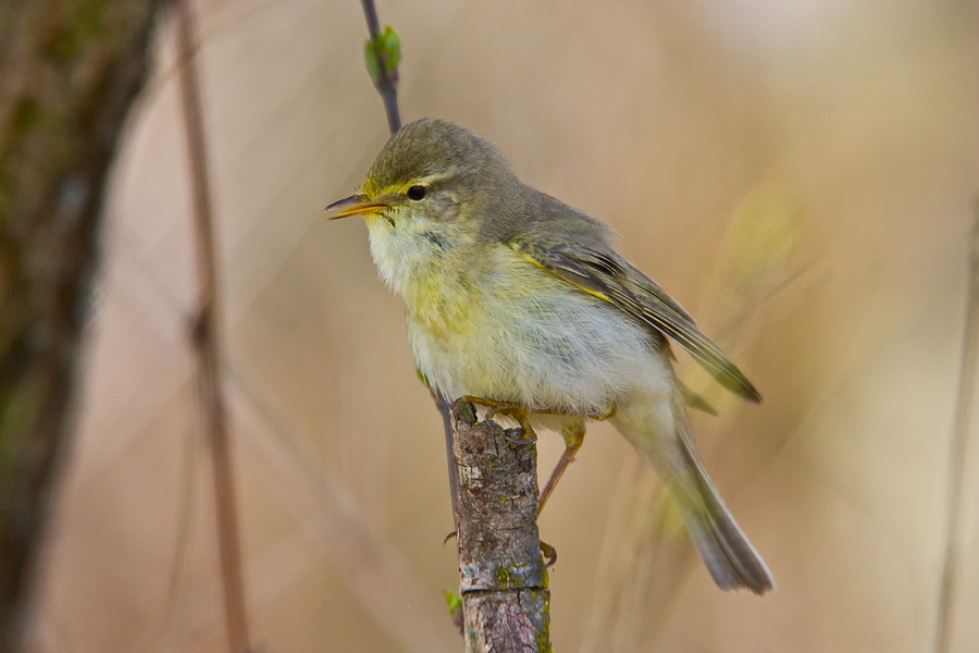 Willow Warbler