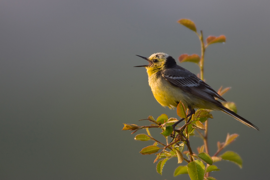 Citrine Wagtail