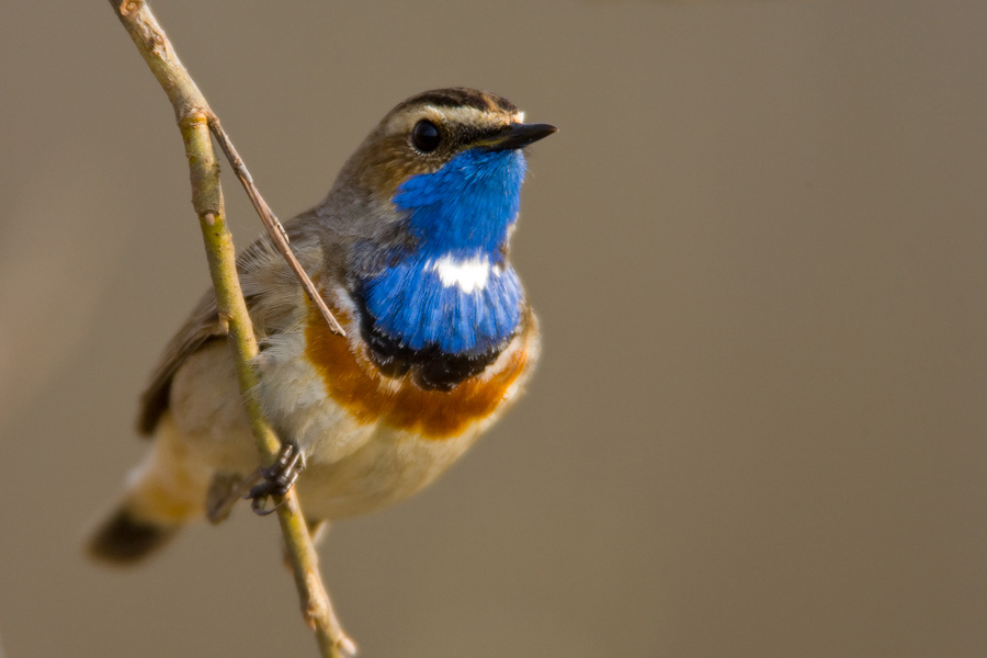 Bluethroat