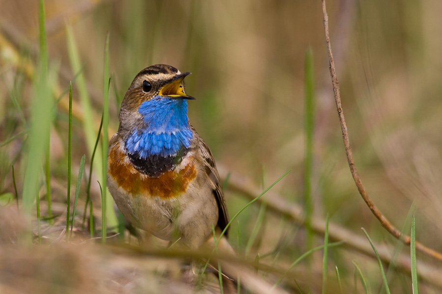 Bluethroat