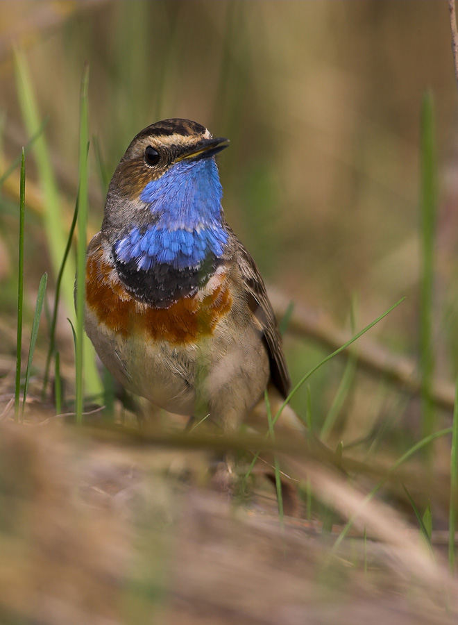 Bluethroat