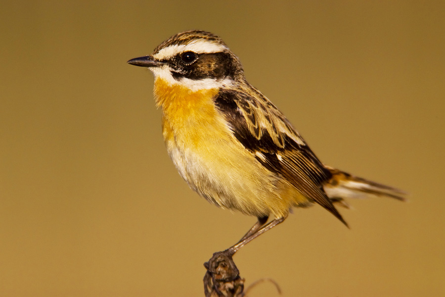 Whinchat