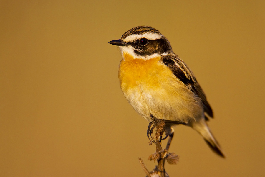 Whinchat