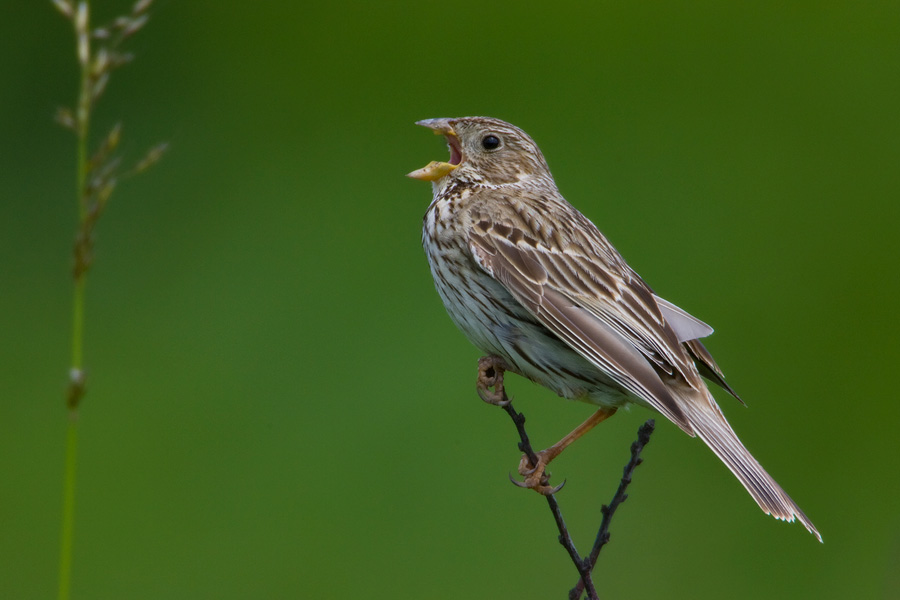 Corn Bunting