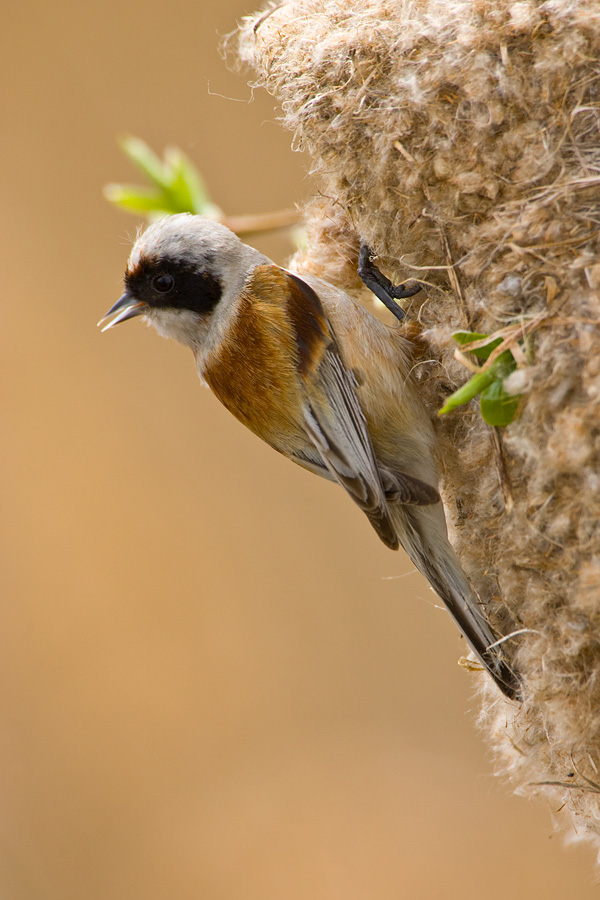 Penduline Tit