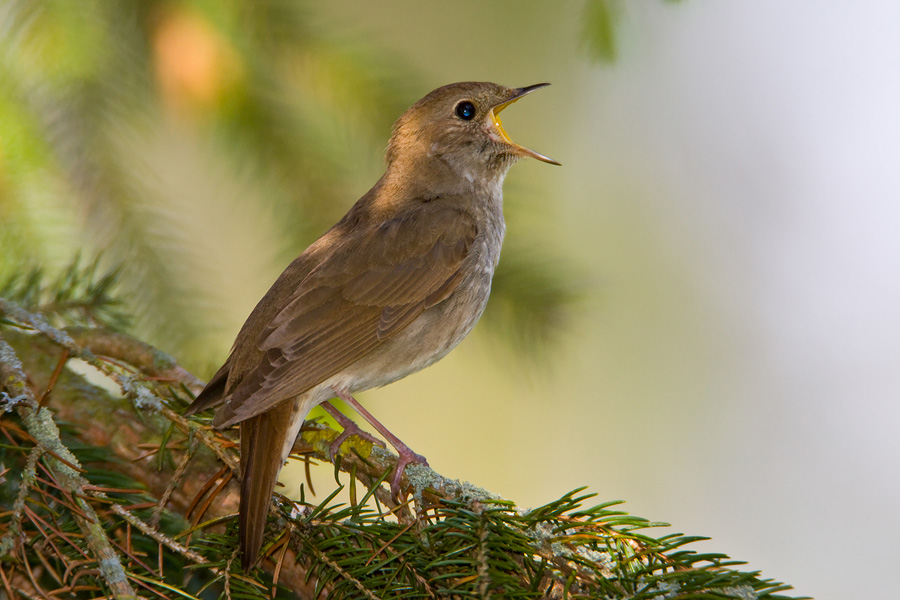 Thrush Nightingale