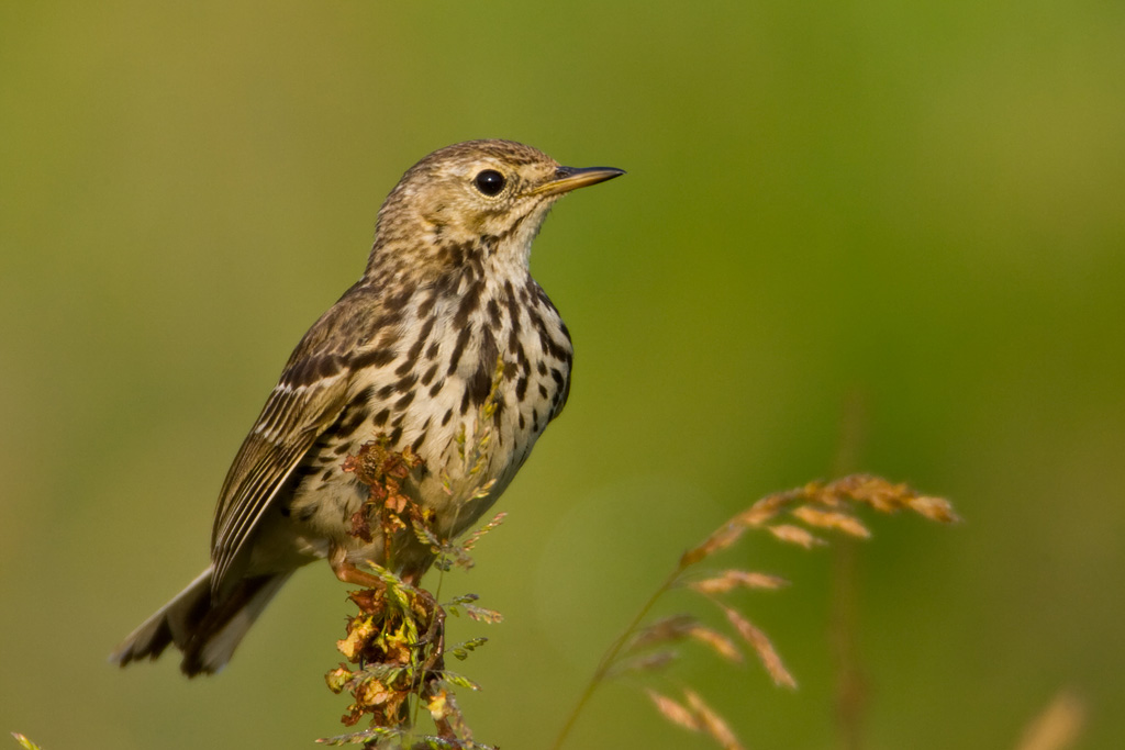 Meadow Pipit