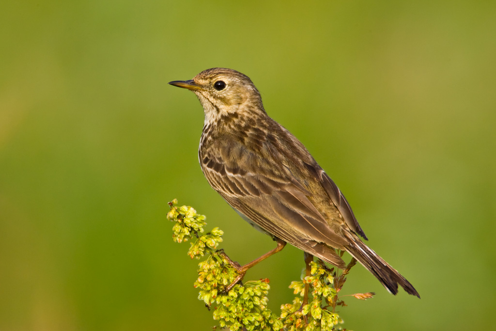 Meadow Pipit