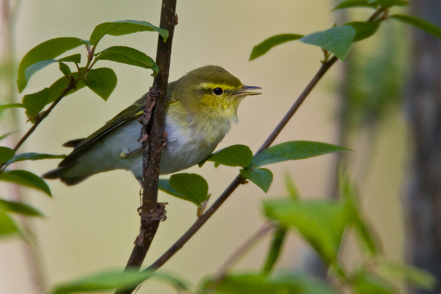 Wood Warbler