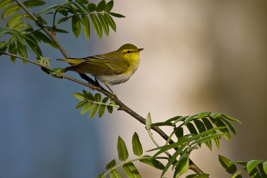 A Wood Warbler's male on his watching point