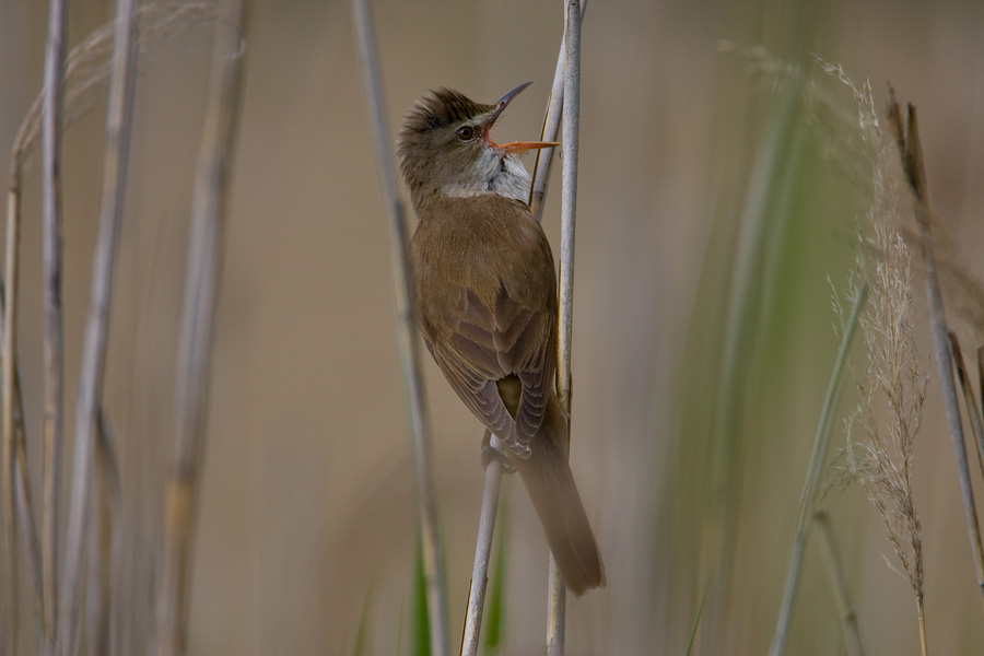 Singer singing in reeds